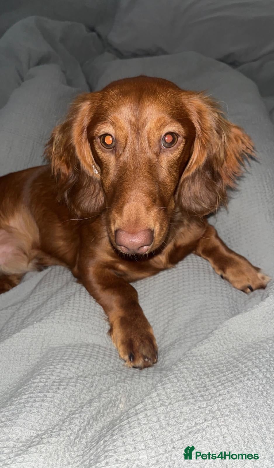 Dachshund dogs Dachshund for rehoming - Advert 1