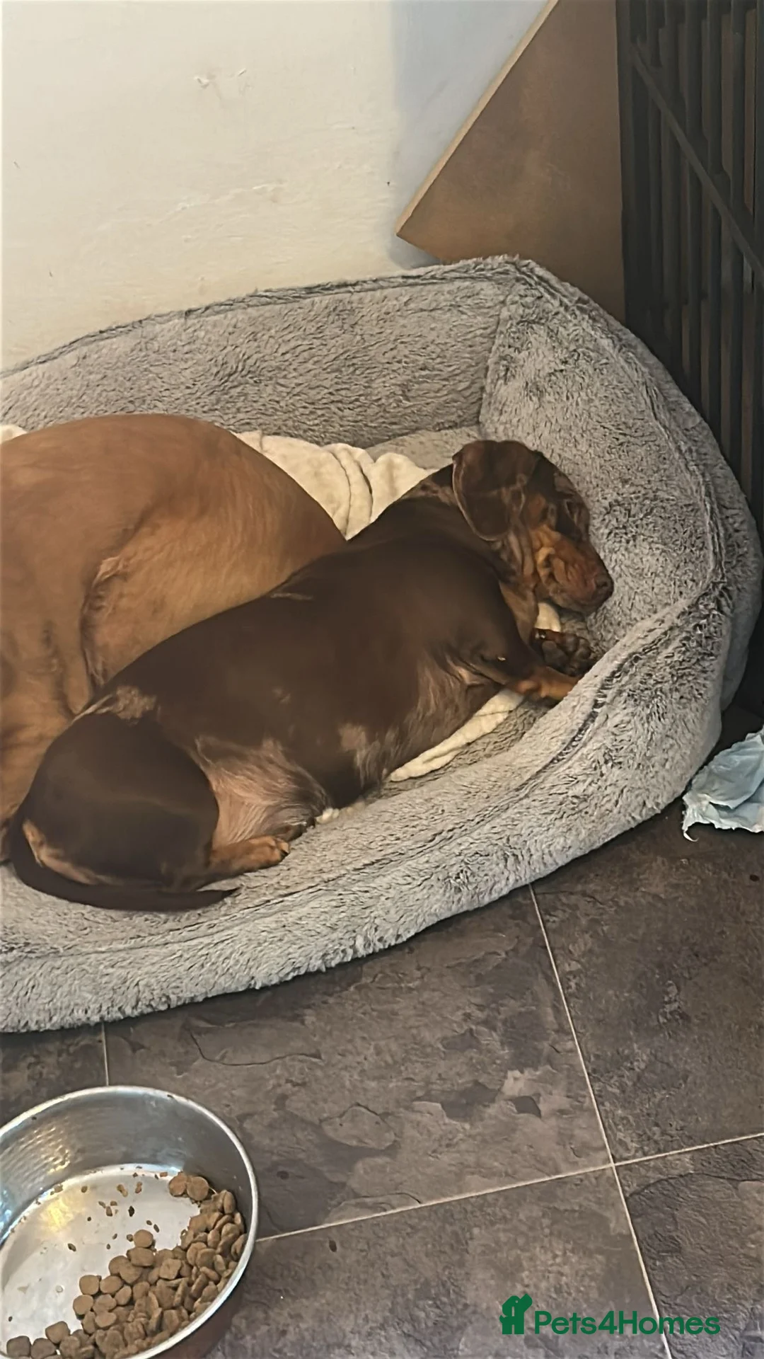 Miniature Dachshund dogs for sale: Miniature dachshund pups  - Advert 3