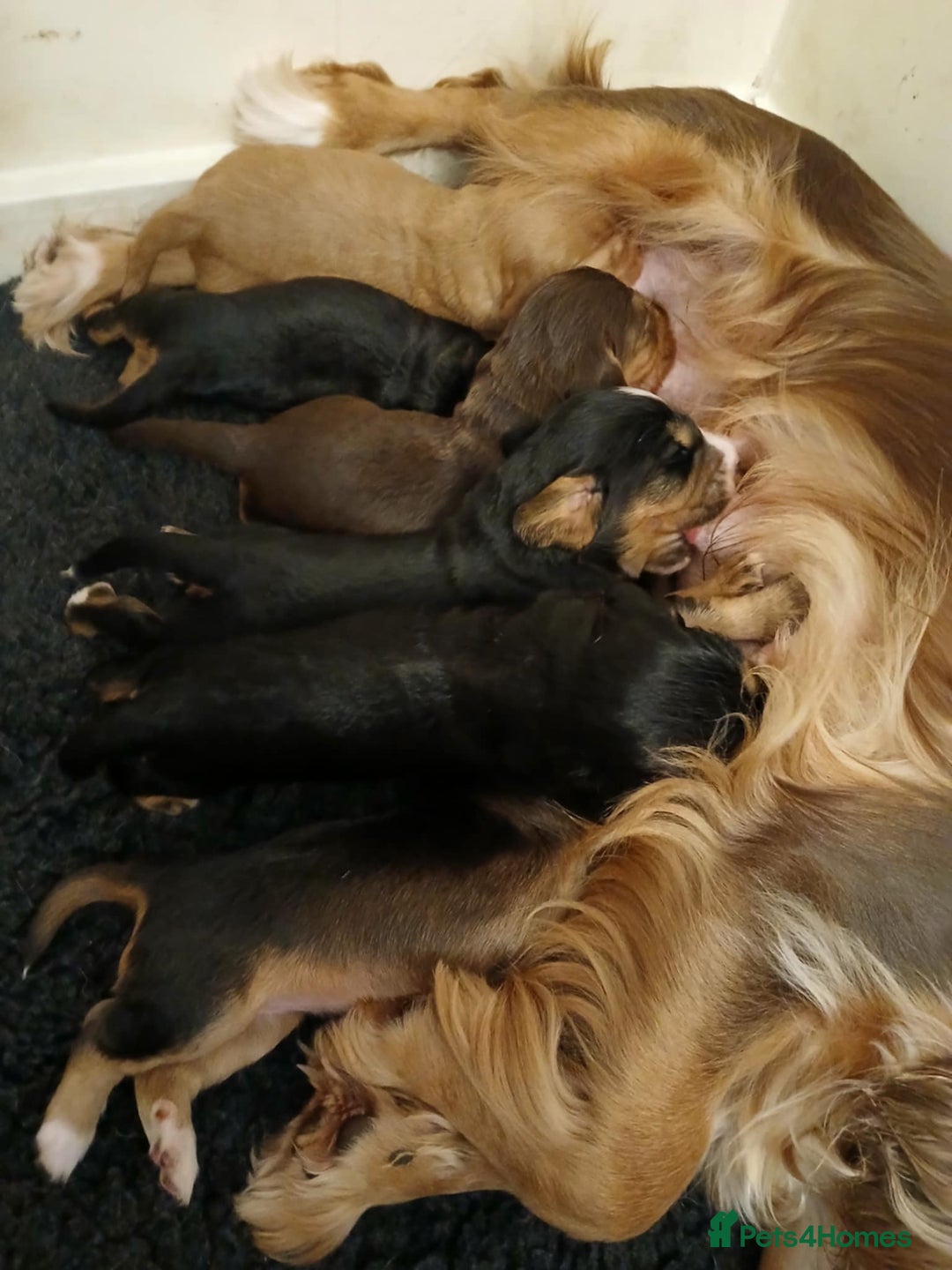 Cocker Spaniel dogs for sale: 3Beautiful show type cocker spaniels 💕♥️ 💙💕 - Image 19