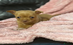 Chorkie dogs for sale: 1 beautiful little Chorkie girl - Advert 2