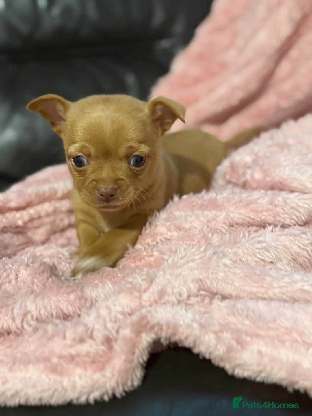 Chorkie dogs for sale: 1 beautiful little Chorkie girl - Advert 2