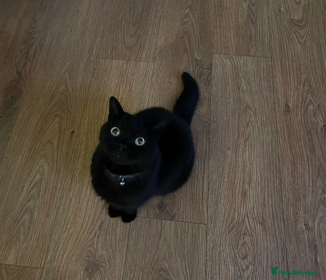 British Shorthair cats for sale: Cat Rehoming  in Warwick - Advert 4