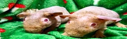 Guinea Pig rodents for sale: Superb Friendly pair of Skinny Pig Boys - Advert 4