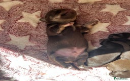 Chihuahua dogs for sale: Rare chocolate chihuahua puppies - Image 2