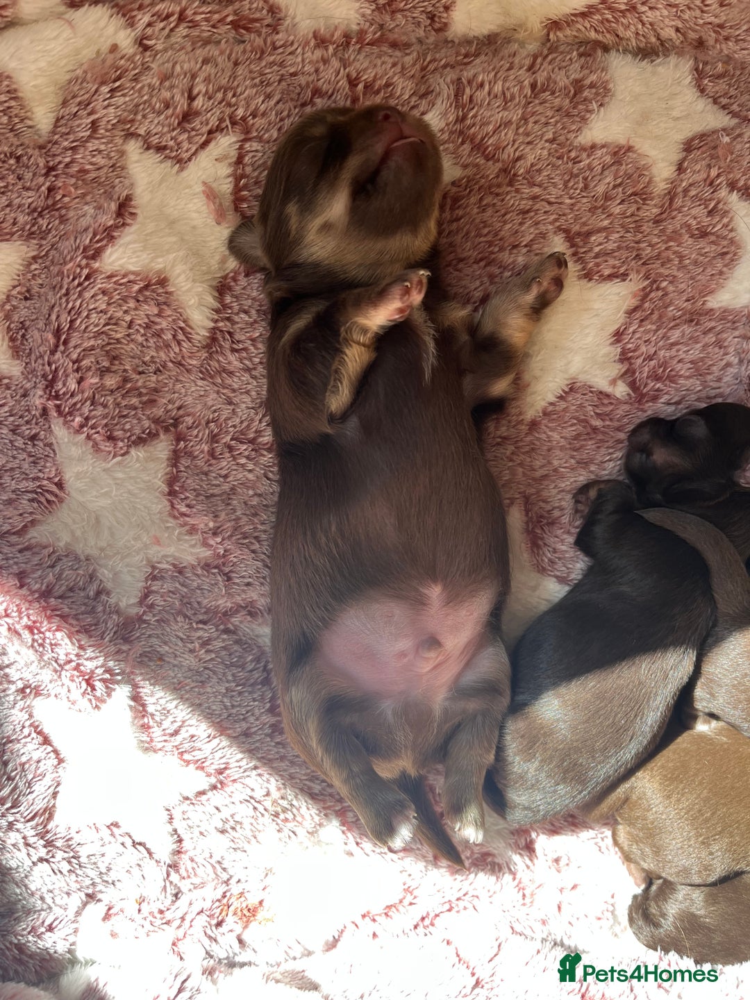 Chihuahua dogs for sale: Rare chocolate chihuahua puppies - Image 2
