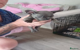 French Bulldog dogs for sale: French bulldog puppys  - Image 14