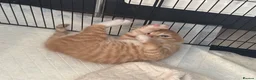 Maine Coon cats for sale: TORTOISESHELL MAINE COON X KITTENS - Advert 28