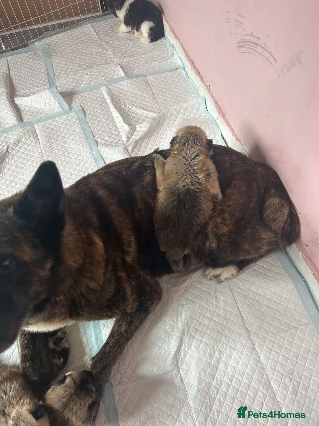 Akita dogs for sale: Akita pups - Advert 1