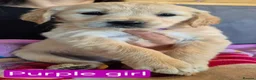 Golden Retriever dogs for sale: KC registered golden retriever puppies - Advert 7
