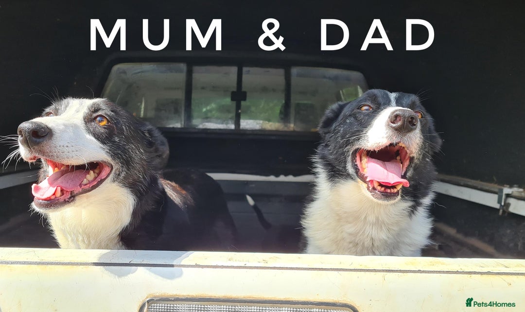 Border Collie dogs for sale: Beautiful farm-bred collie pups - Image 11