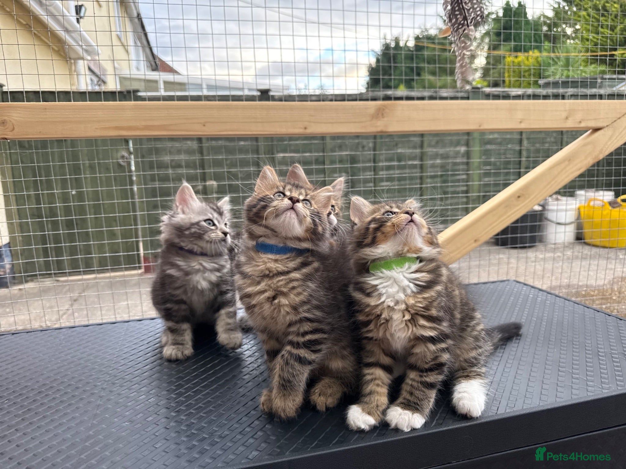 Maine Coon cats Maine Coon kittens 1 girl & 4 boys 😊 - Advert 1