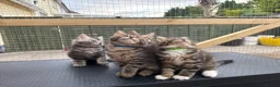 Maine Coon cats for sale: Maine Coon kittens 1 girl & 4 boys 😊 - Advert 3