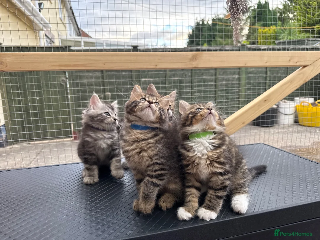 Maine Coon cats for sale: Maine Coon kittens 2 boys left 😊 - Advert 1