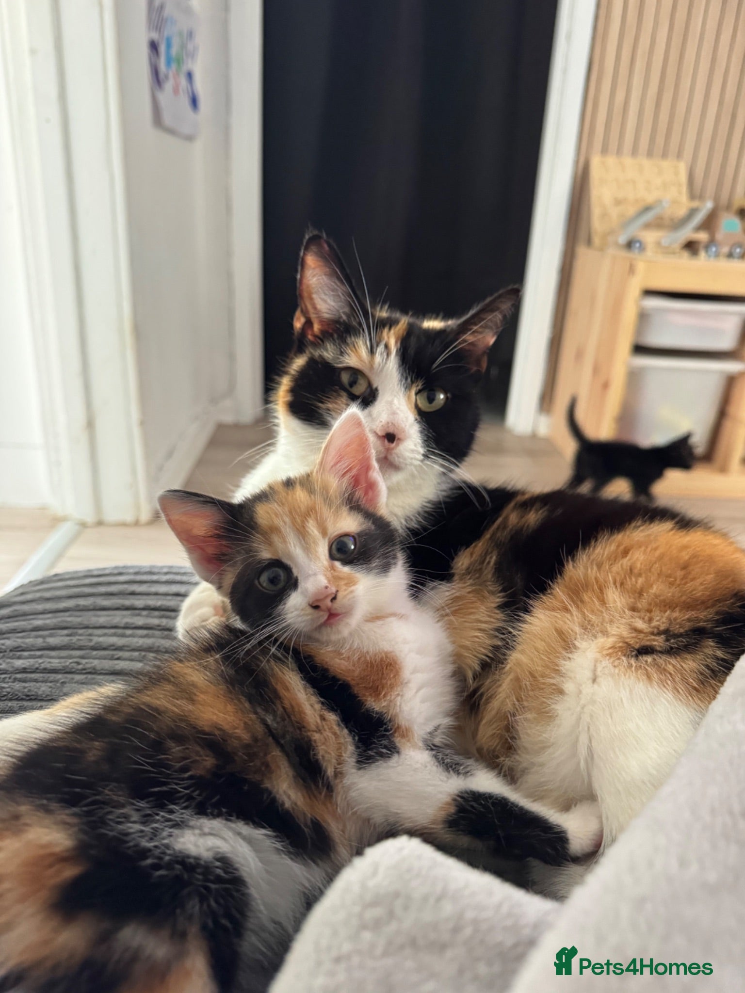 Mixed Breed cats 2 beautiful boys looking for homes. - Advert 2