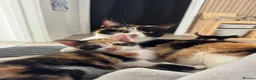 Mixed Breed cats for sale: 2 beautiful boys looking for homes. - Advert 1