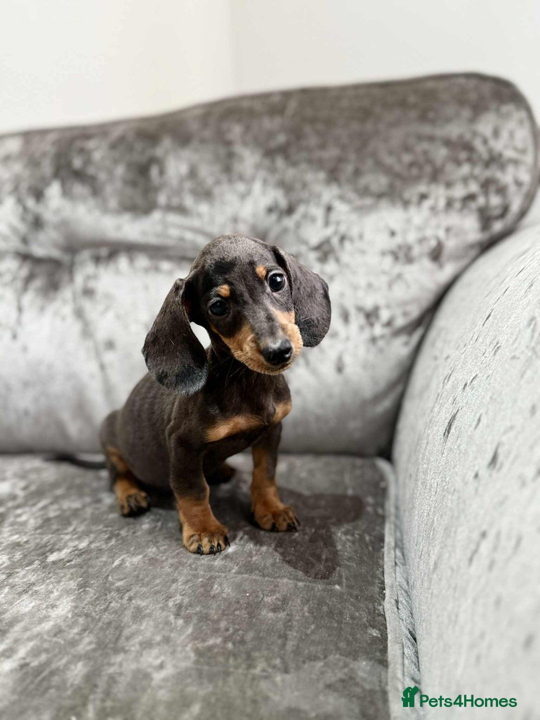 Dachshund dogs for sale: Miniature Dachshunds - Advert 13