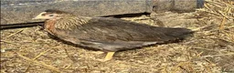 Chickens poultry for sale: Pullets - Barred rock, light Sussex, Rhode, easter - Advert 4