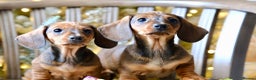 Dachshund dogs for sale: miniature dachshunds - Advert 3