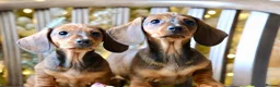 Dachshund dogs for sale: miniature dachshunds - Advert 3