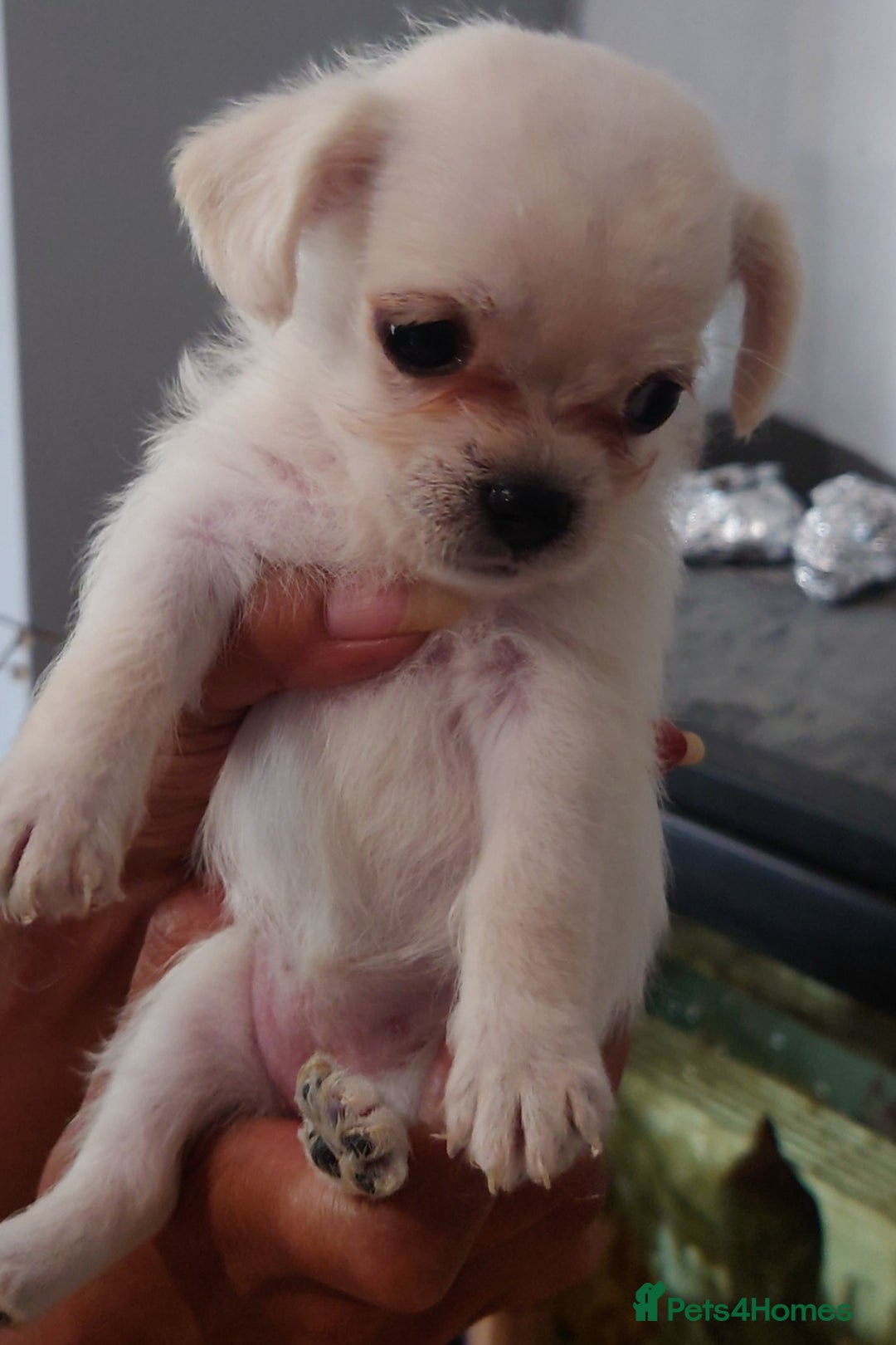 Mixed Breed dogs for sale: Shipoo x chihuahua ❤️ - Image 8