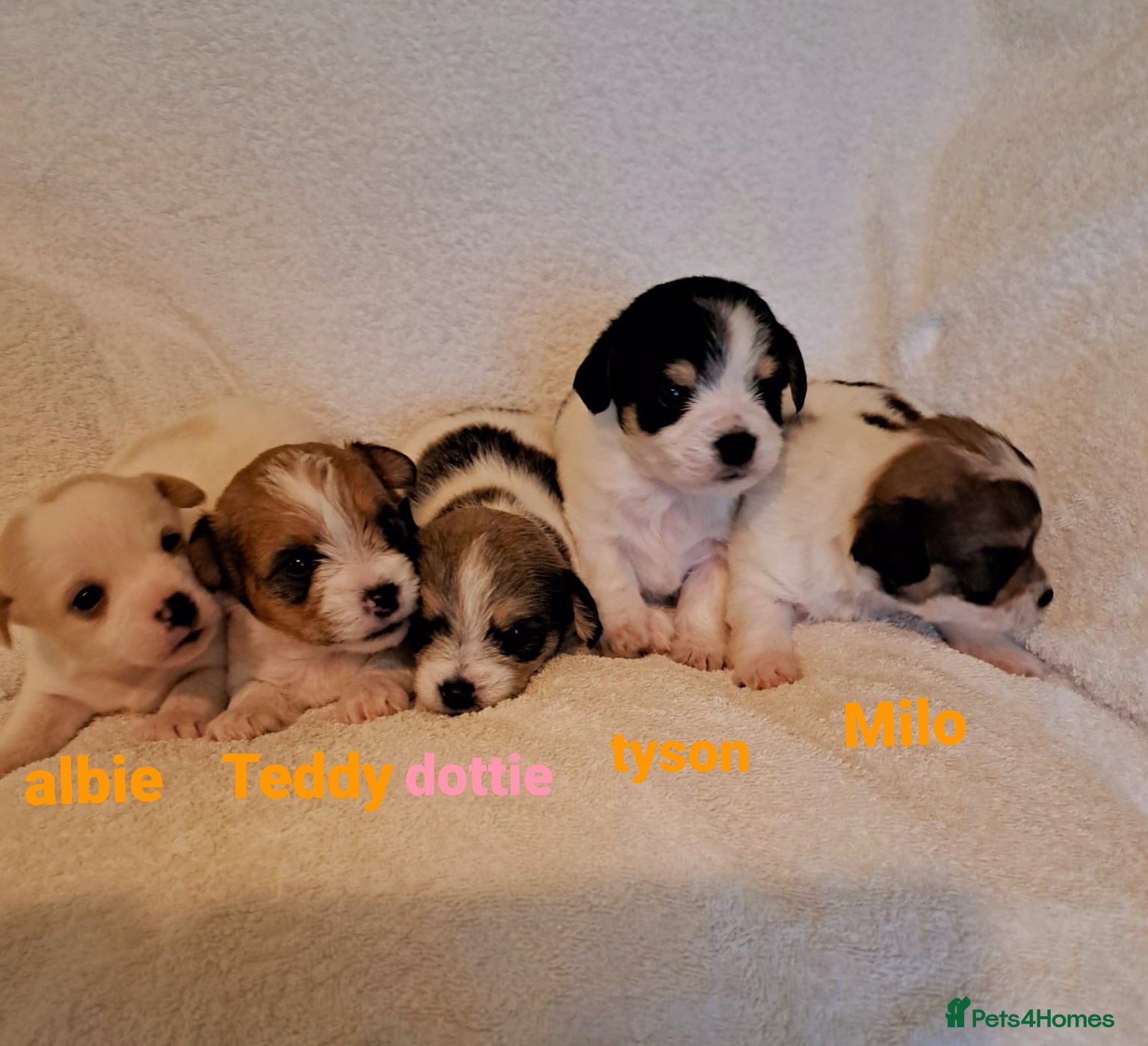 Mixed Breed dogs Adorable Jack Russell  mix  - Advert 10