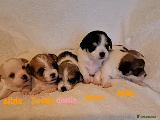 Mixed Breed dogs Adorable Jack Russell mix - Advert 14