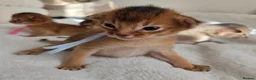 Abyssinian cats for sale: Beautiful Abyssinian Kittens – TICA Registered 🐾 - Advert 15