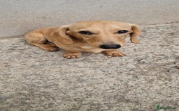 Miniature Dachshund dogs for stud: Miniature Dachshund Stud - Image 3