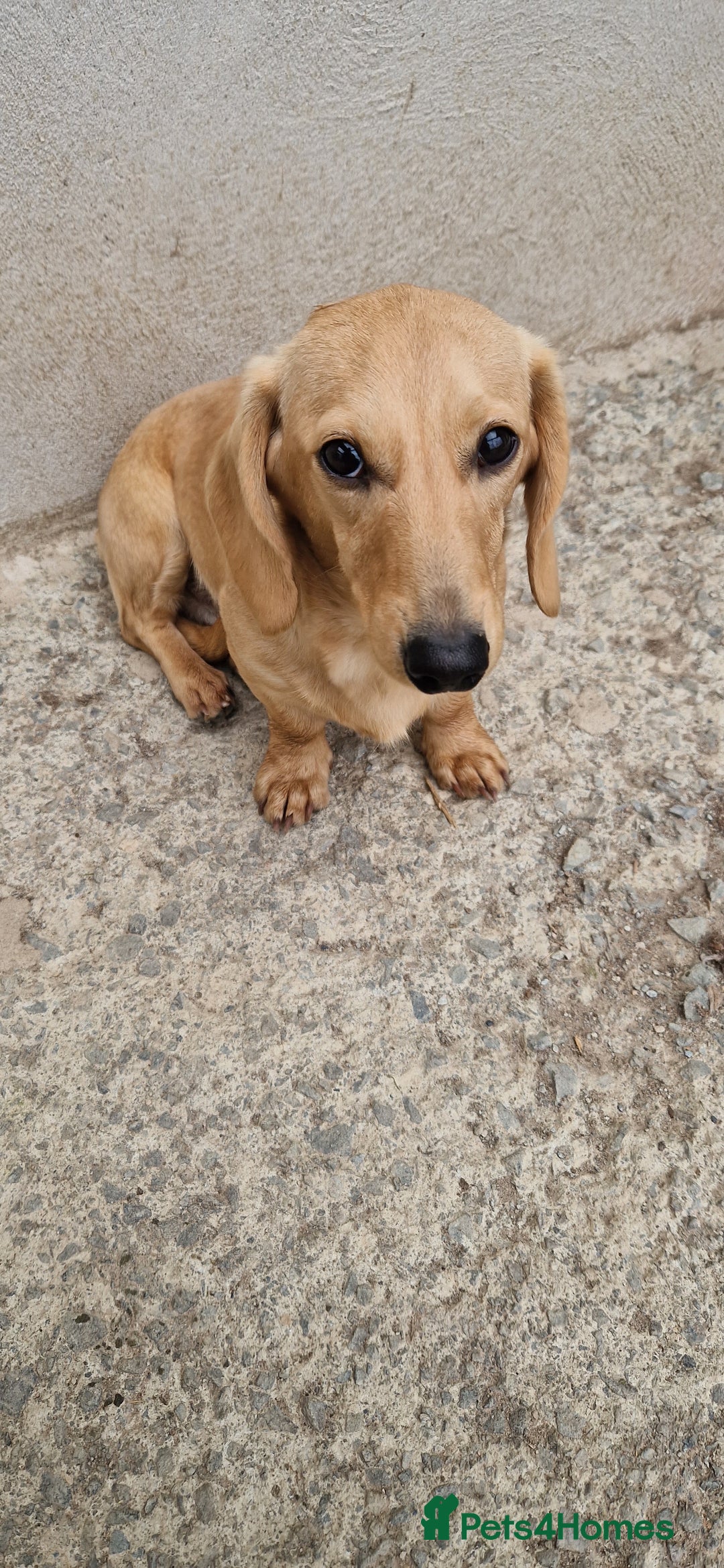 Miniature Dachshund dogs for stud: Miniature Dachshund Stud - Image 3