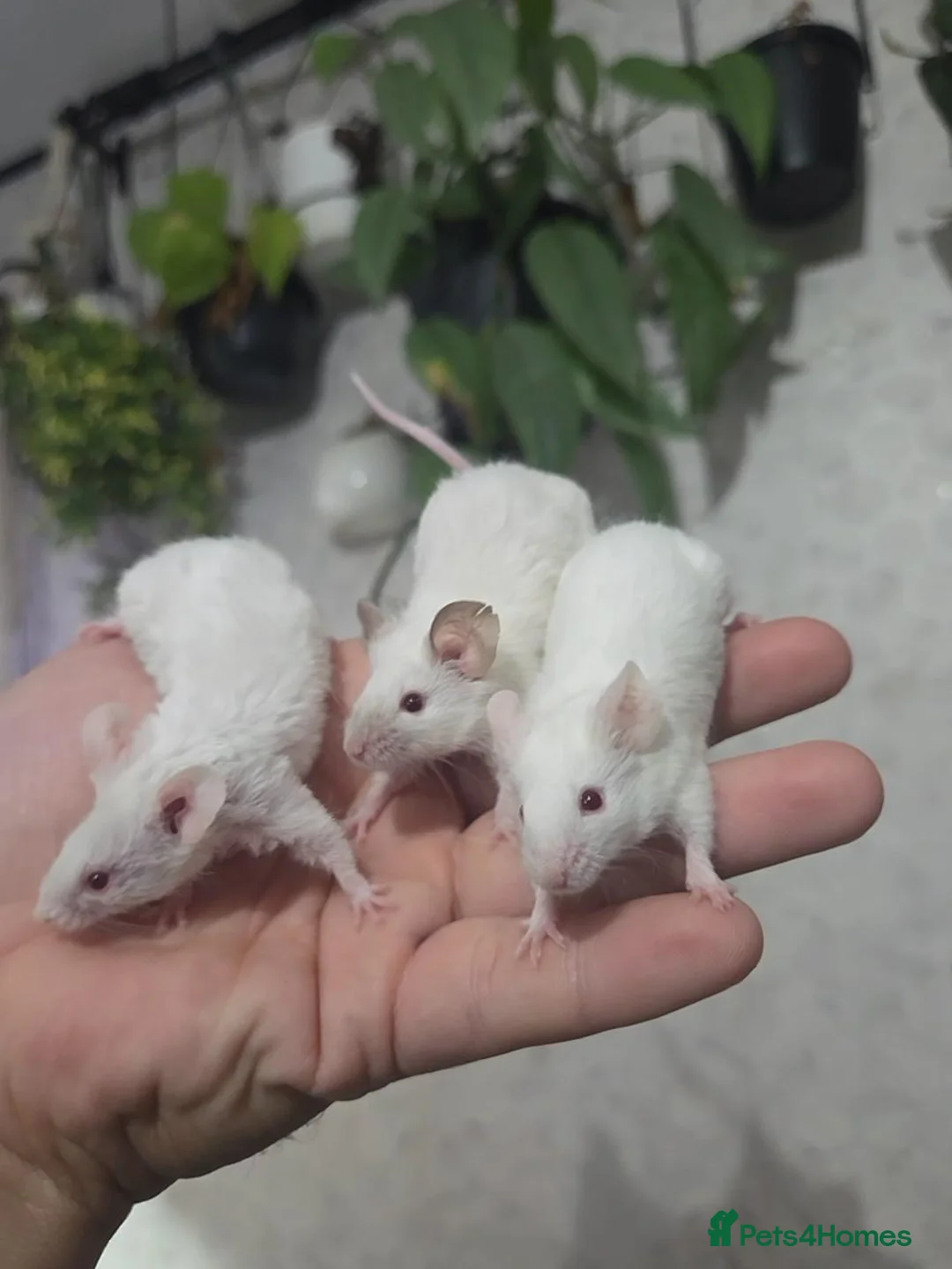 Mouse rodents for sale: Female mice various colours (READ AD) - Advert 8