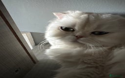 Scottish Fold cats for sale: Scottish Fold Kittens Variety of Colours - Image 22