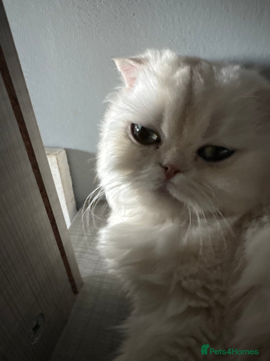 Scottish Fold cats for sale: Scottish Fold Kittens Variety of Colours - Image 22