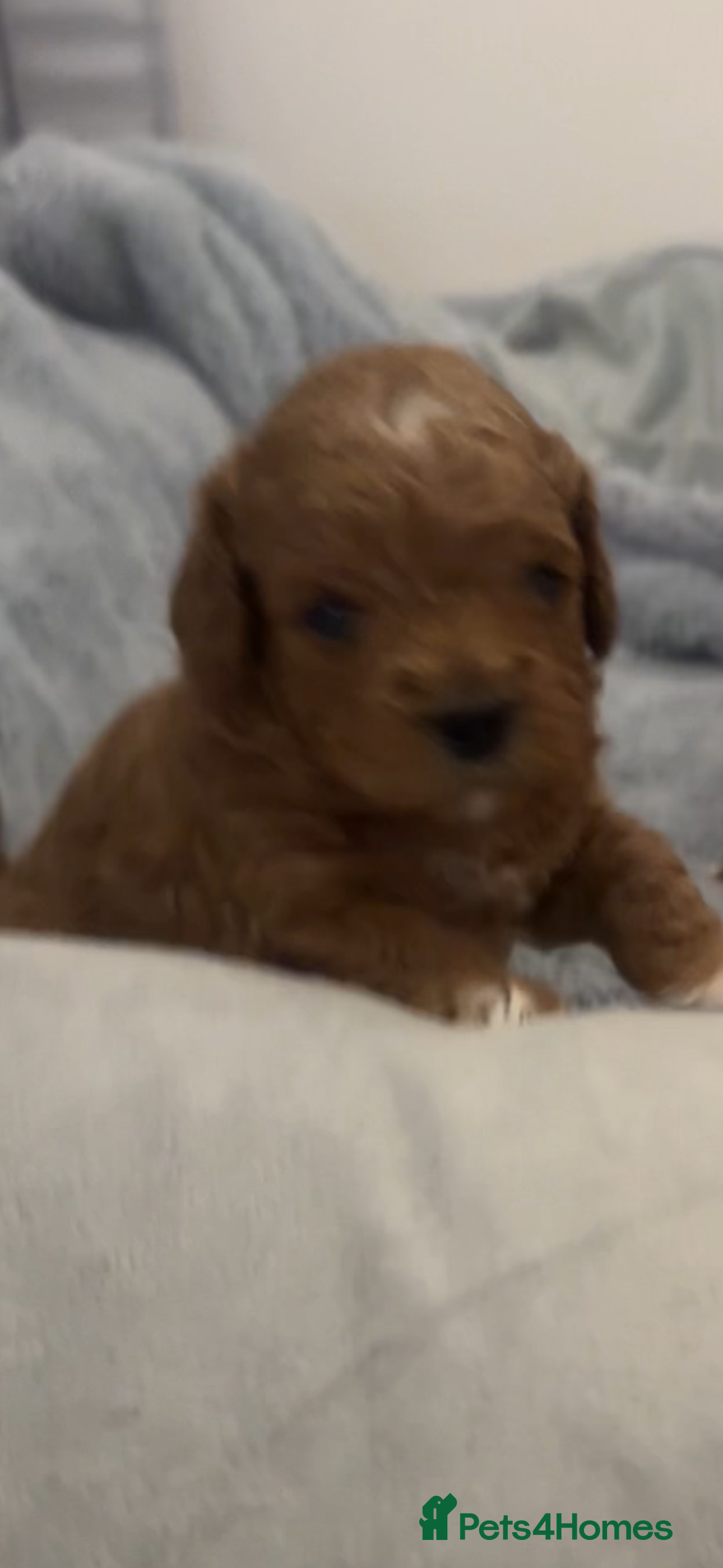 Cavapoochon dogs Cavapoochons for sale   - Advert 1