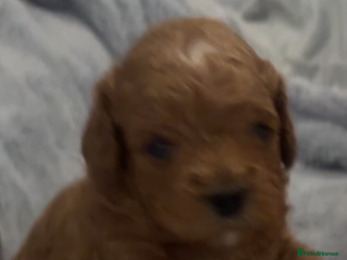 Cavapoochon dogs Cavapoochons for sale - Advert 3