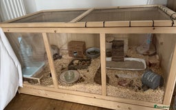 Hamster rodents for sale: Roborovskia Drawf Hamster - Image 4