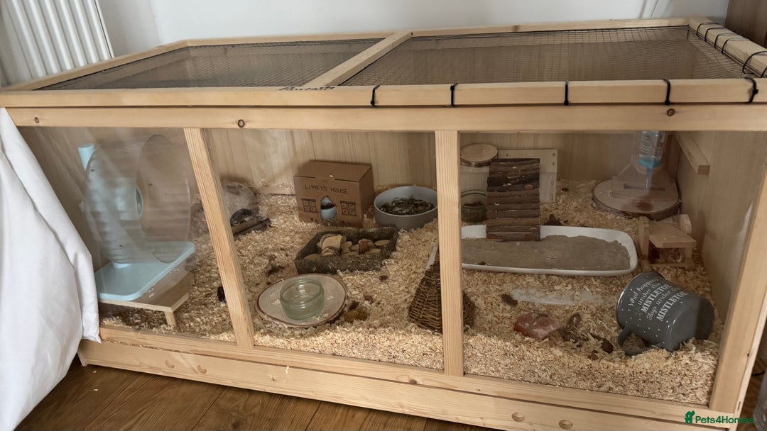 Hamster rodents for sale: Roborovskia Drawf Hamster - Image 4