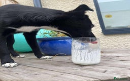 Mixed Breed dogs for adoption: 🍪Cookie🍪 for adoption, fostered in GLOUS - Image 3
