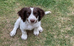 Cocker Spaniel dogs for stud: Beautiful blue roan cocker spaniel for STUD! - Image 15