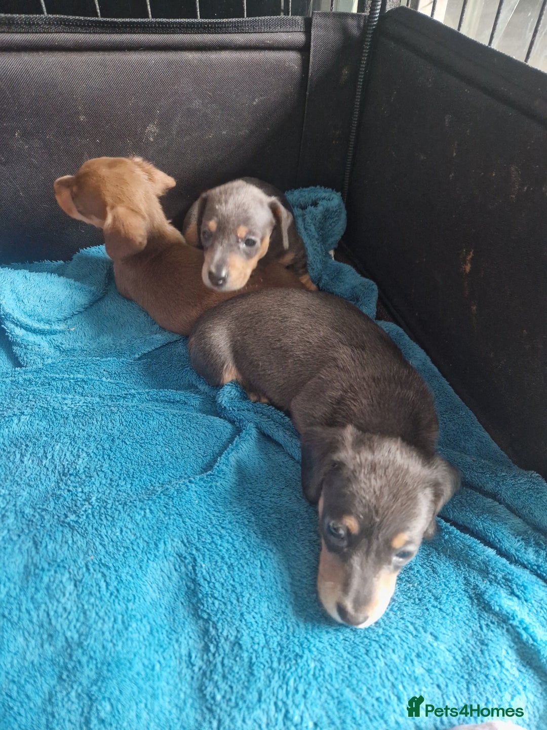 Miniature Dachshund dogs for sale: Adorable Miniture Dachshund  in Paignton - Image 4