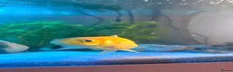 Goldfish fish for sale: 3 beautiful goldfish for sale 💖 in Stratford-upon-Avon - Advert 5