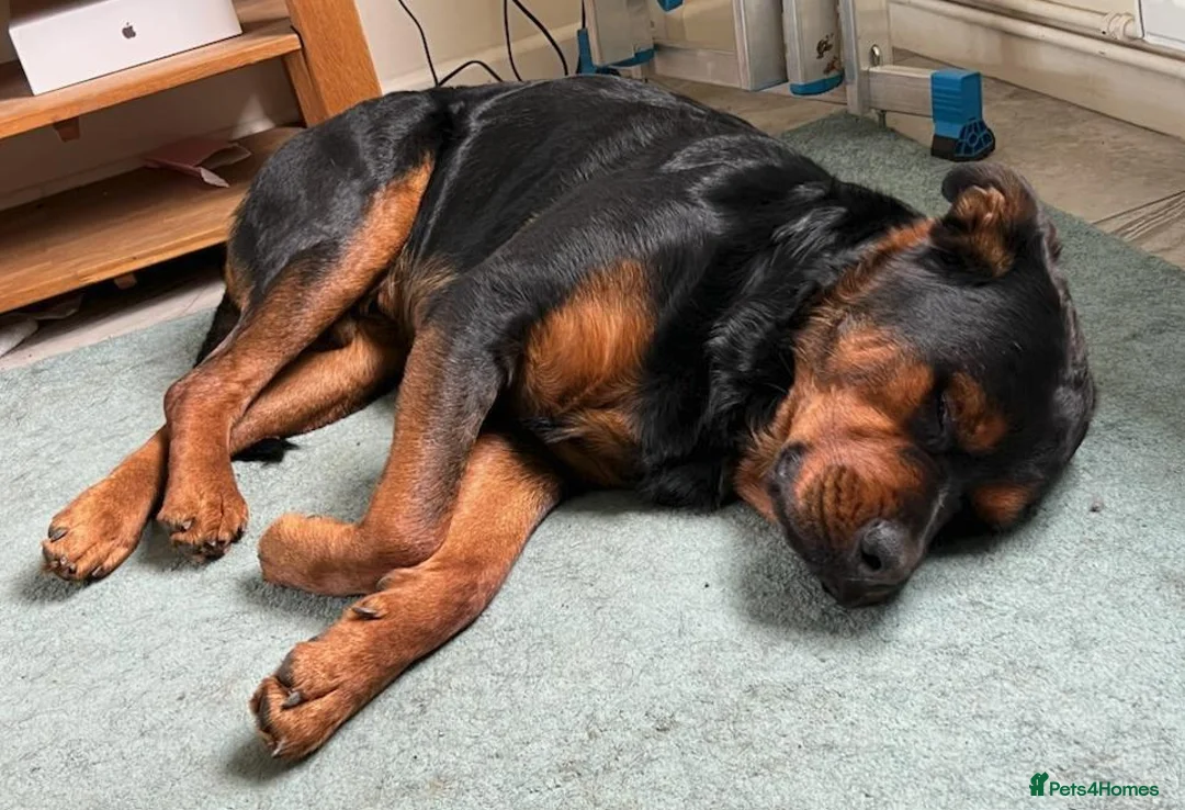 Rottweiler dogs for adoption: LOKI 5yr old Rottweiller - Advert 2