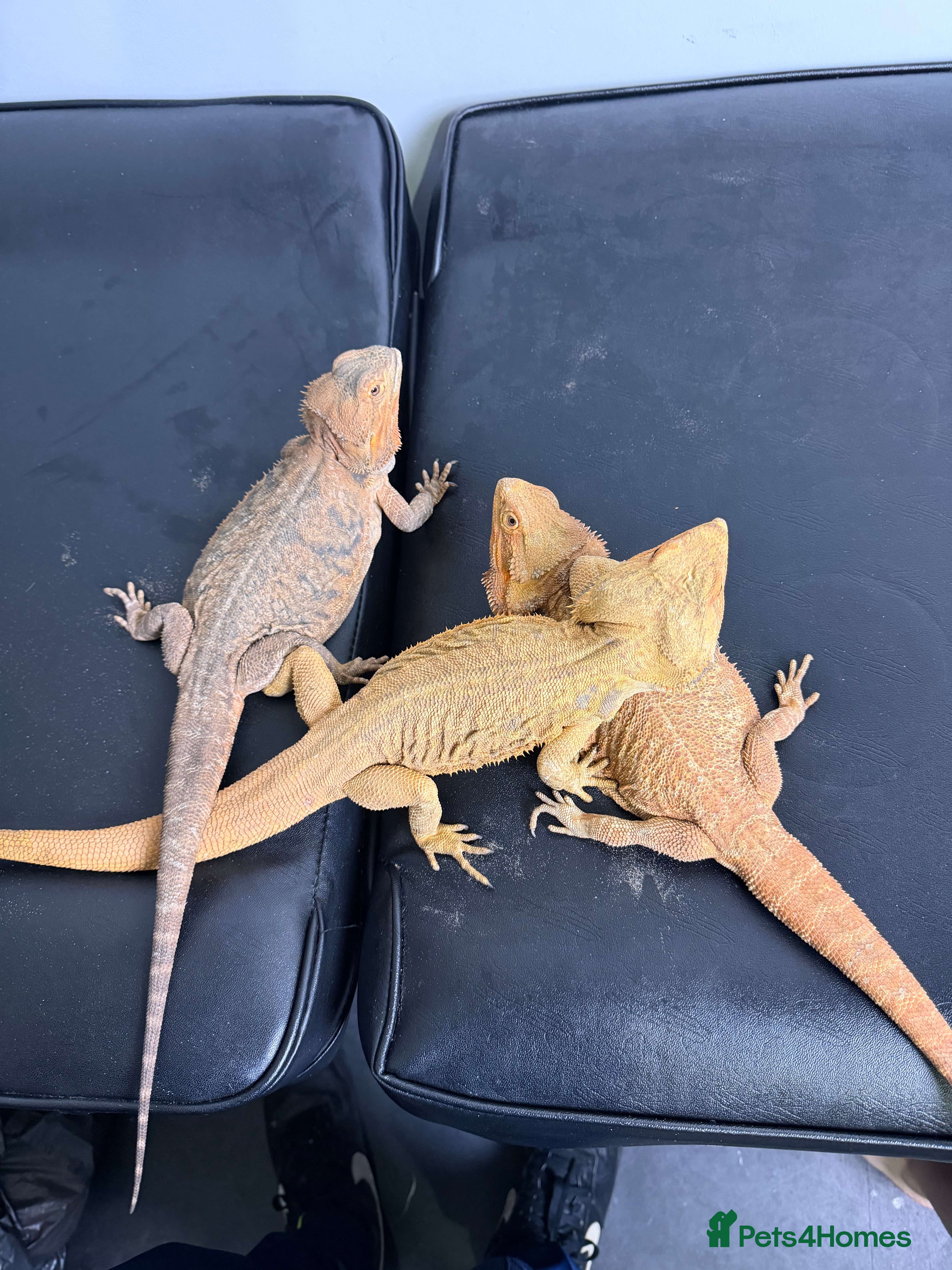 Bearded Dragon reptiles 3 Bearded dragons  - Advert 10