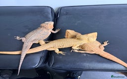 Bearded Dragon reptiles for sale: 3 Bearded dragons  - Advert 1