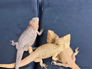 Bearded Dragon reptiles 3 Bearded dragons - Advert 1
