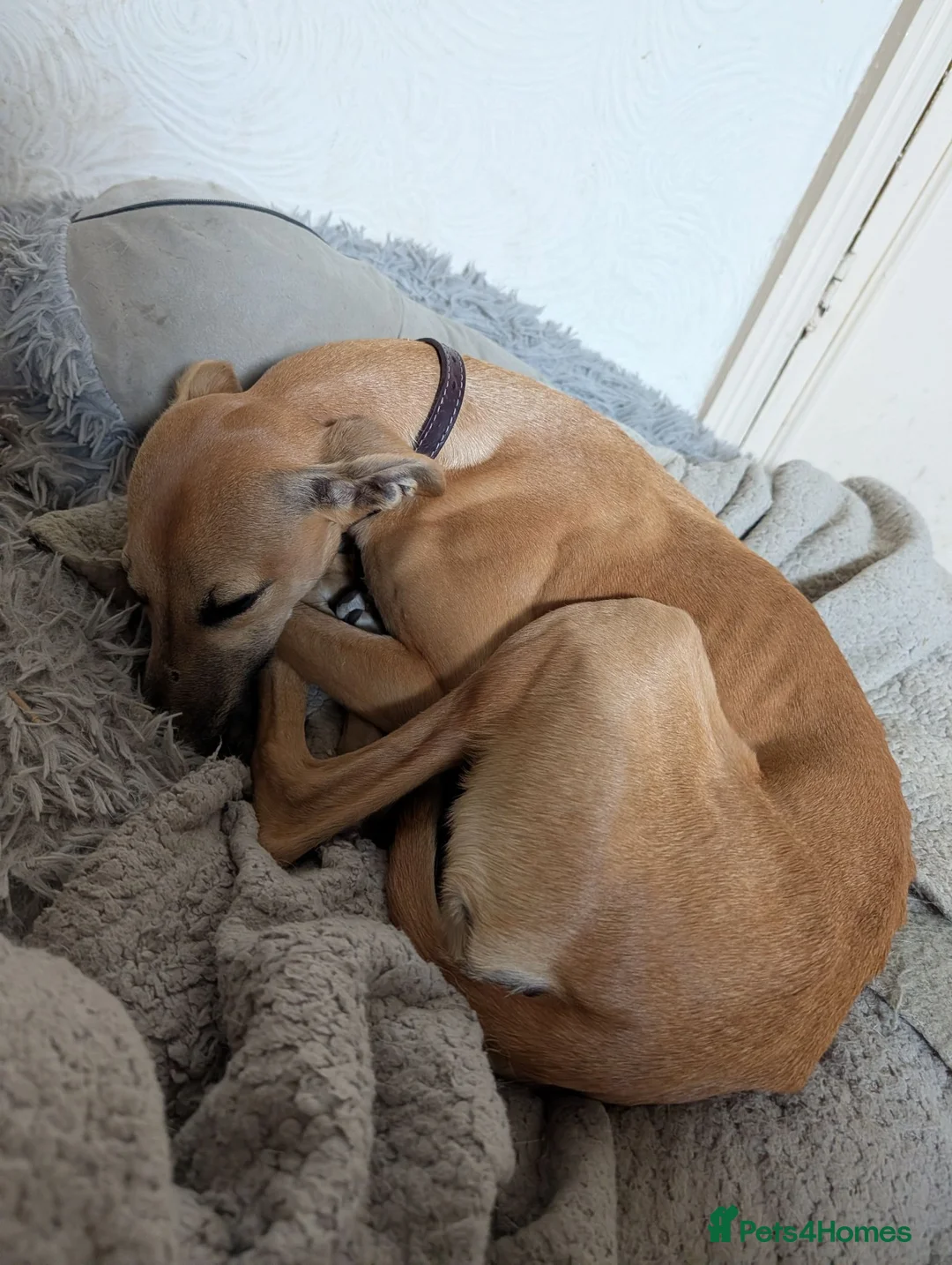 Whippet dogs for sale: REHOME - POPPY WHIPPET GIRL - Advert 3