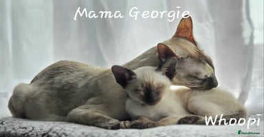 Balinese cats - Advert 7