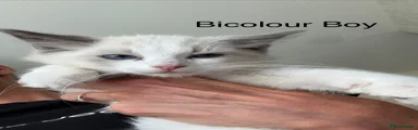 Ragdoll 4