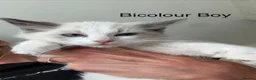 Ragdoll cats for sale: Ragdoll Kittens ready now  - Advert 3