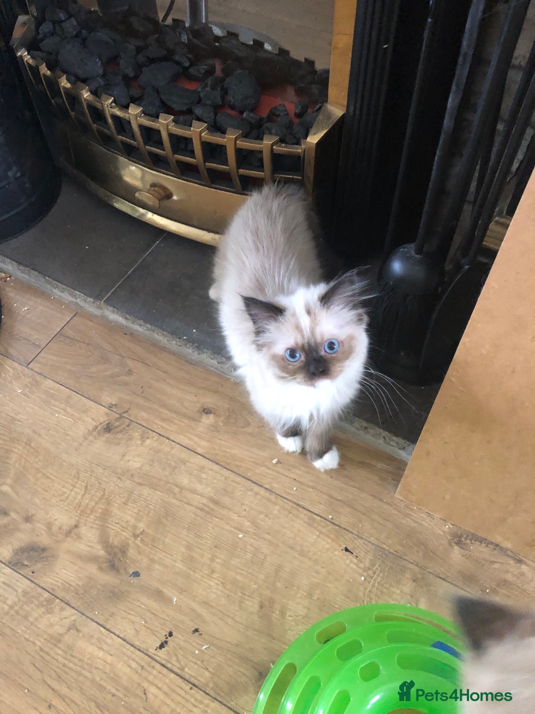 Ragdoll cats for sale: Beautiful Ragdoll kittens  - Image 5