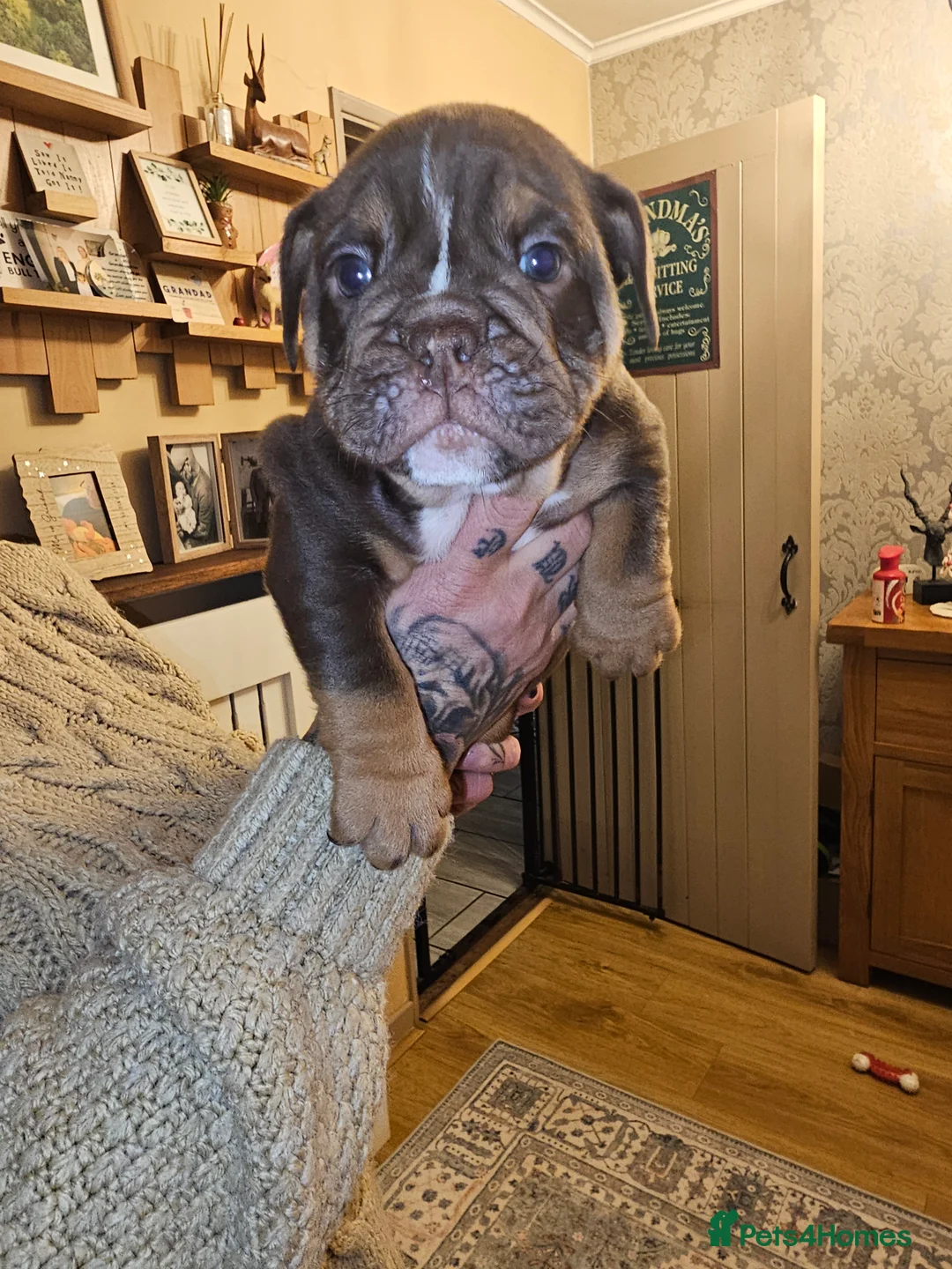 English Bulldog dogs for sale: English bulldog pups for sale - Advert 28